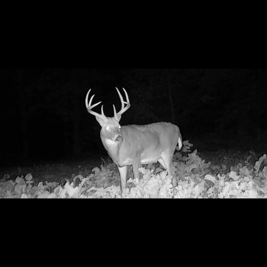 Voyagear 2025 Night Vision Goggles