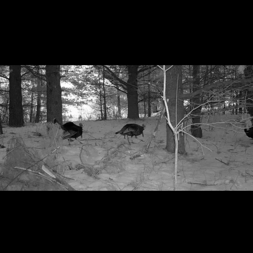 Voyagear 2025 Night Vision Goggles